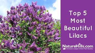 Top 5 Most Beautiful Lilacs | NatureHills.com