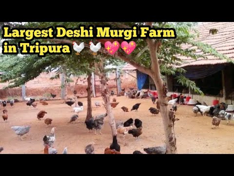 Largest Deshi Murgi Farm In Tripura// Chickens and Ducks are for sale//