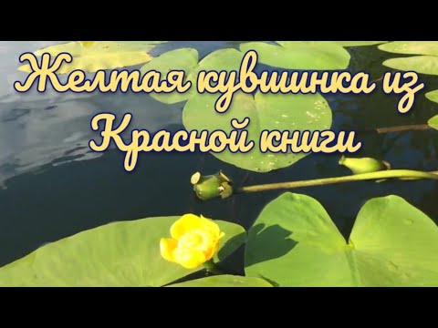 Кувшинка. Желтая кубышка. Красная книга