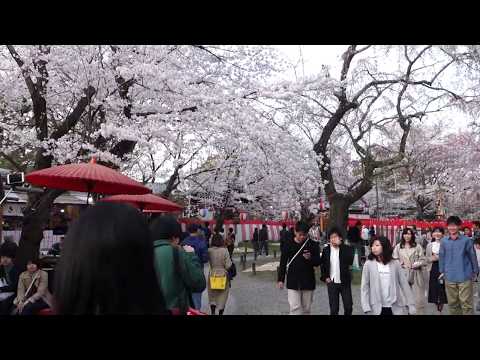 京都平野神社賞櫻