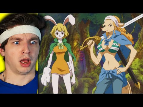 THE MINK TRIBE!! (one piece reaction)