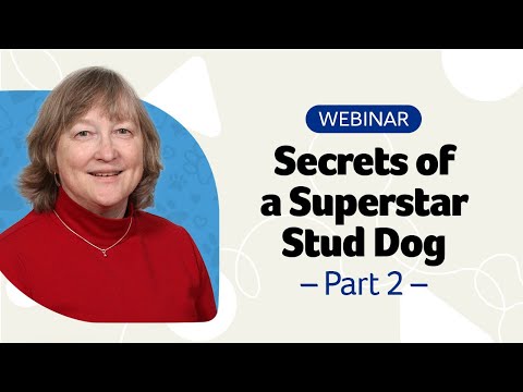 Secrets of a Superstar Stud Dog Webinar Part 2