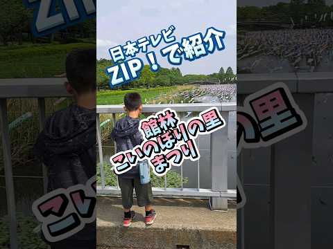 日本テレビZIP！で紹介☆こいのぼりは館林市！(2024.5) 　#群馬県　#館林市　#こいのぼりの里まつり　#こいのぼり