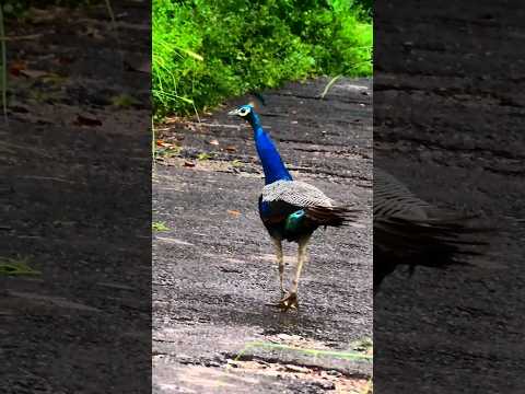 peacock walking 🦚 peacock call #shorts #short #shortvideo #peacockcall #peacockwalking