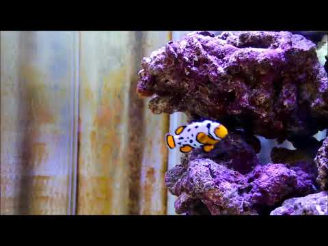 人工雪卡索小丑Snowcasso Percula Clownfish（Captive-Bred） use2K