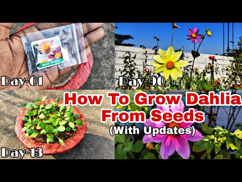 How To Grow Dahlia Flower Plants From Seeds With Updates