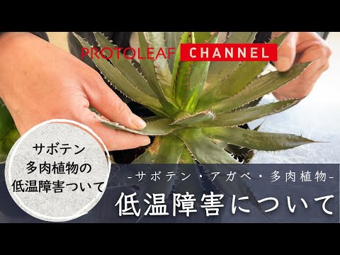 サボテン多肉植物の低温障害について