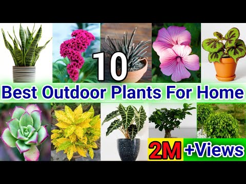 Best Outdoor Plants for Home | Low Maintenance Outdoor Plants | 10 Bast outdoor plants in india