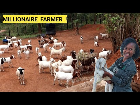 All You Need To Feed GOATS For Better Growth, For Beginners! | Grasses, Water (ROUTINE)