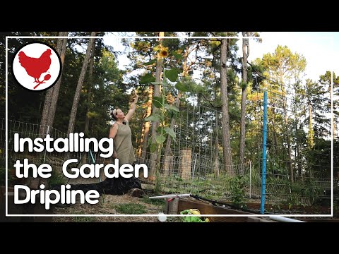 Installing Drip Irrigation for My Raised Bed Garden