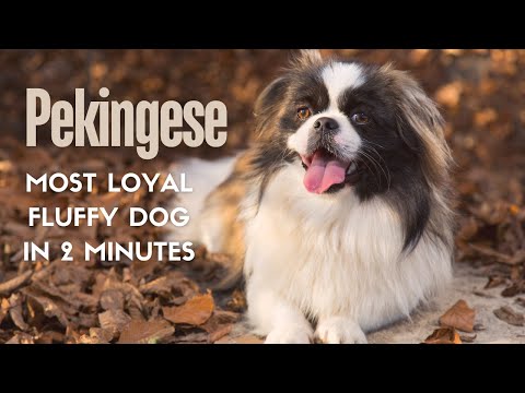 Pekingese - In 2 Minutes! Regal, dignified, affectionate and independent dog!