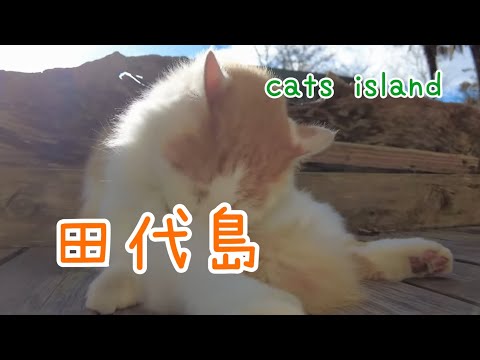 島のえきで猫まみれ　もふもふ　Cats covered in island food - fluffy【田代島】【２０２４冬】【猫島巡り】