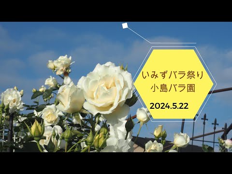 2024.5.22　いみずバラ祭り　小島バラ園