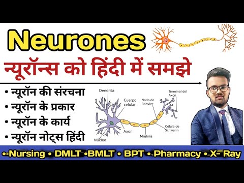 Neurone in hindi | Structure of Neurone | Sensory and Motor Neurones | Types of Neurone