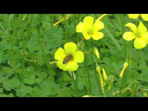 Bee collects pollen from Bird's Foot Trefoil / Sky - Tocatta by J.S. Bach