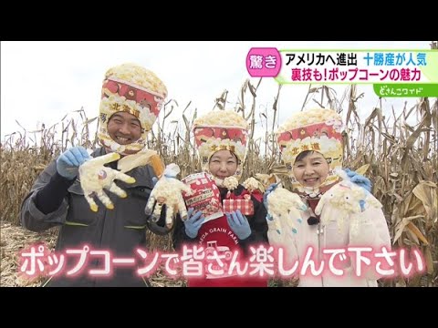 ときめき野菜通信〜サクサクふわふわのポップコーン【どさんこワイド179】2024.10.30放送