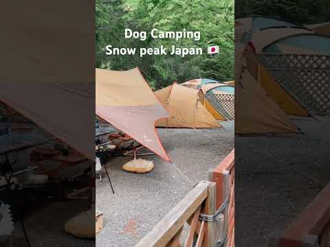 キャンプ Wanko : Dog Camping : Acampamento de pet no Japão: Snow peak tent : #shorts #shortvideo #japão