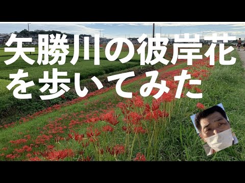 矢勝川の彼岸花を歩いてみた