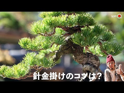 [Goyomatsu] We asked Kanta for tips on hanging bonsai with wire. [Bonsai Q]