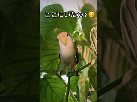 【隠れん坊する#コザクラインコ 】#shorts #short #インコ #インコのいる暮らし #birdlover #birds #lovebird #lovebirds #birdslover