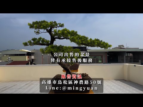 維護｜樹也是要定期保養滴#台灣銘園 #台灣銘園園藝事業有限公司 #景觀設計