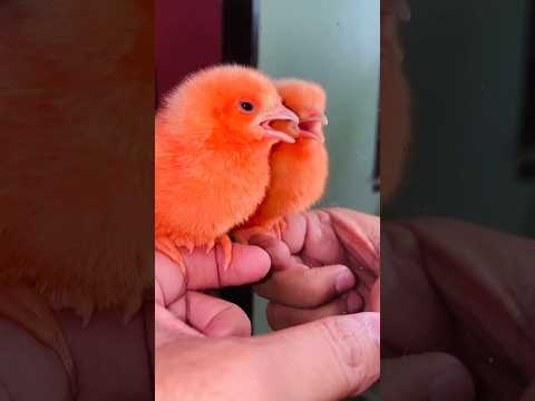 Wow cute interesting colorful chicken chicks - Cutie chicken chicks #birds #wildlife #trending