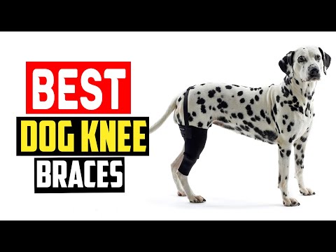 ✅Top 5 Best Dog Knee Braces in 2024