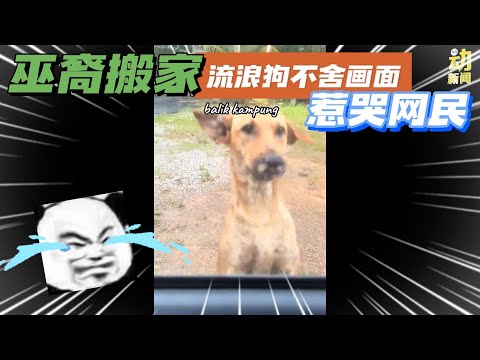 动新闻｜马来男子搬家 与流浪狗不舍说再见