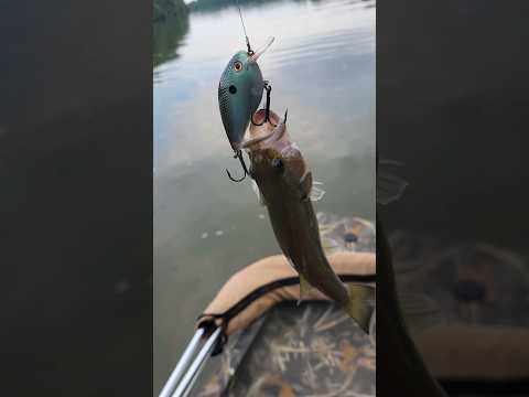 Big Baits don't equal Big Fish #fishing #nature #naturelovers