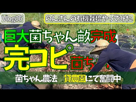 女ひとりで有機栽培　巨大な菌ちゃん畝の完成！完コピ　完全再現してみた！　のんさんの有機栽培やってみた Vlog 06　菌ちゃん農法　貸農園でやってみた