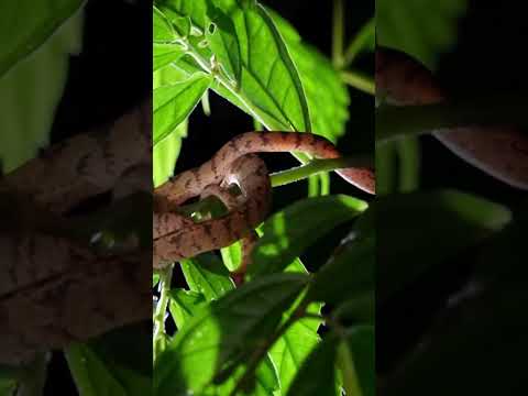 夜晚停棲在枝葉上的泰雅鈍頭蛇! Slug Snake in the trees at night! #herping #snake #nature