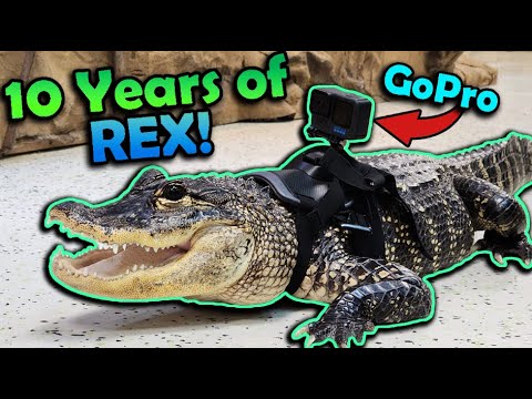 Celebrating our Pet Alligator's 37th Birthday!