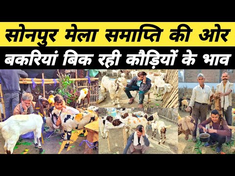 सोनपुर मेला में 200, 300 रुपए बिक रही बकरियां | Sonpur Mela | Bakra mandi 2023