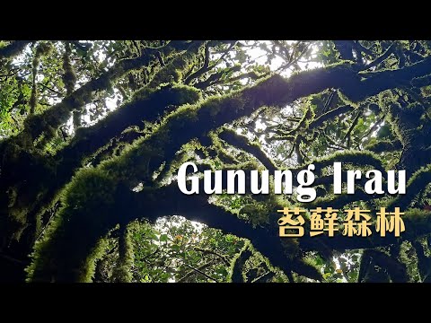 登山趣 | 金马仑梦幻苔藓森林 Mossy forest