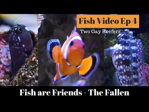 Fish are Friends - The Fallen