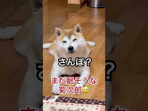 散歩に行きたくない‼️オヤツのために頑張る柴犬😂　#柴犬　#犬　#かわいい犬 #犬のいる暮らし #おもしろ