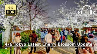 As of 4/6 - Tokyo Latest Cherry Blossom Update: Ueno Park in Full Bloom NOW!. [4K/HDR/Binaural]