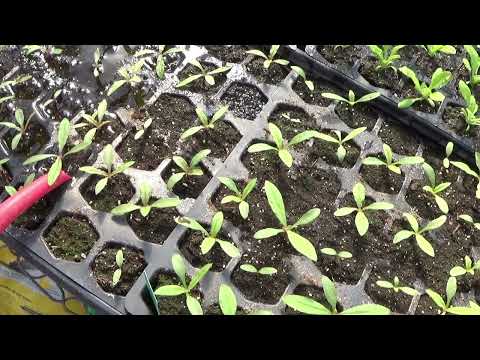 Feeding The Seedlings, How To Feed Seedlings, When To Start Feeding Seedlings