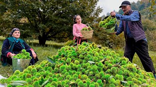 Cooking Of Mountain Chestnuts Of Azerbaijani Nature! Rustic Goodies