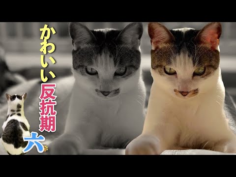 【猫の可愛すぎる反抗期】温和な愛猫が豹変！愛猫とまるで親子の会話のやり取り | [生まれ変わりの猫] 六 (Roku)