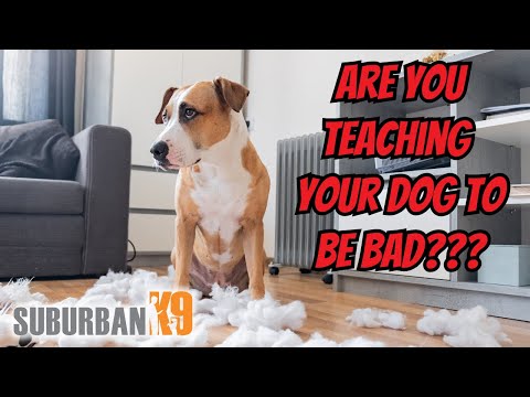 Classical Conditioning in Dog Training - Don't Teach Your Dog The Wrong Thing