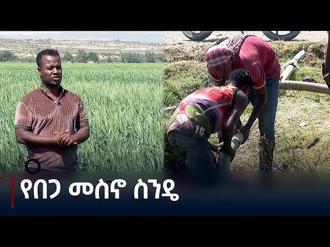 በዘንድሮው በጋ የዘሩት ስንዴም በጥሩ ቁመና ላይ መሆኑን አርሶ አደሮቹ ይገልፃሉ Etv | Ethiopia | News zena