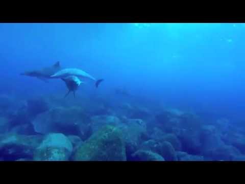 ８月の御蔵島でイルカと泳ぐ！Swimming with dolphins in Japan!