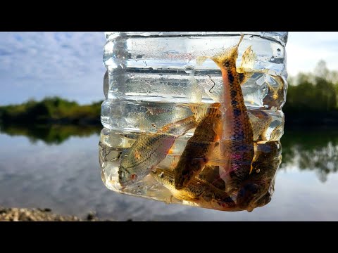 Bait for river fish. FISHING || Рибалка. Живоловка на річкову рибу.