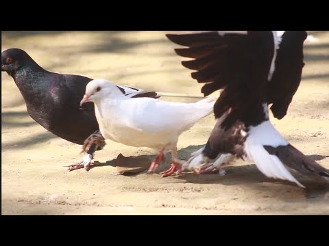 Pigeon treatment | How clever is this pigeon | Beautiful Laka Pigeons | Kabootar Videos | Pigeon