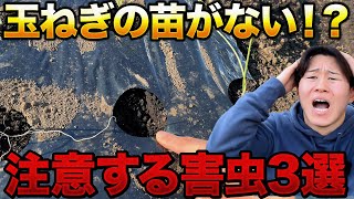 【対策してもやられます】玉ねぎ苗を食べにくる厄介な害虫達について