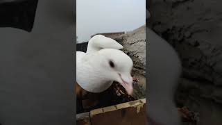 Pigeon loft #pigeon #pigeonvlogger #birds #funny #experiment #vlog #minivlog #myfarmbuddies #foryou