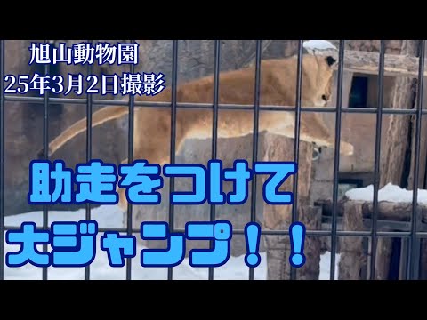 櫓まで助走をつけて大ジャンプ！！【旭山動物園ライオン】