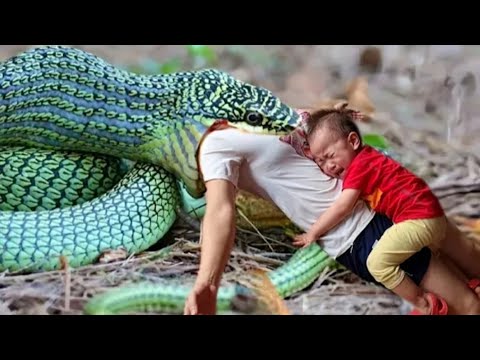 Harvesting Cucumber Goes to the market sell - Animal Care