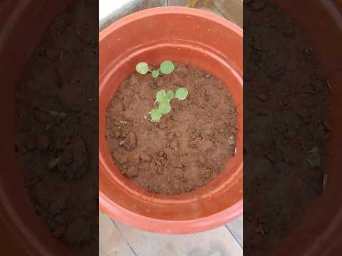 Brinjal plant #gardening #brinjal #trendingshorts